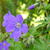 Geranium sylvaticum 'Mayflower'