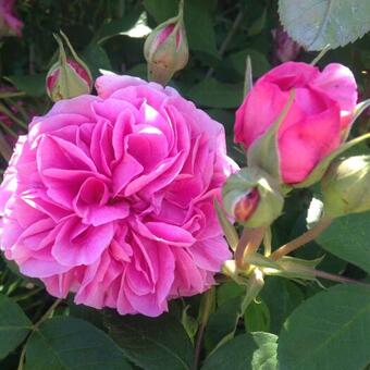 Rosa 'Gertrude Jekyll'