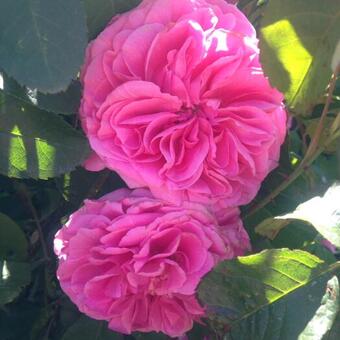 Rosa 'Gertrude Jekyll'