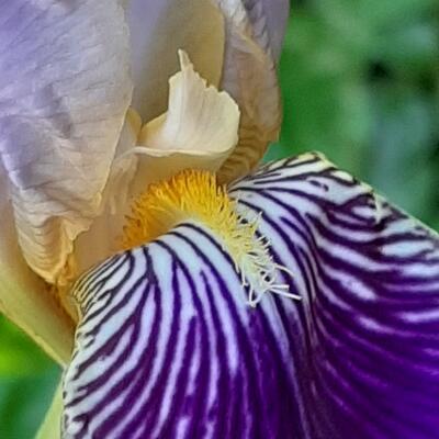 Iris germanica 'Alcazar' - 