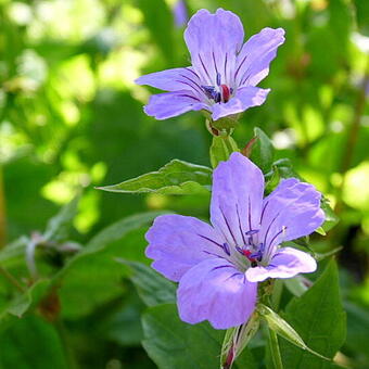 Geranium nodosum