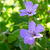 Geranium nodosum