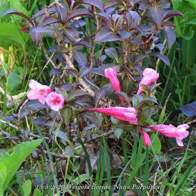 Weigela florida 'Nana Purpurea' - Weigela florida 'Nana Purpurea'