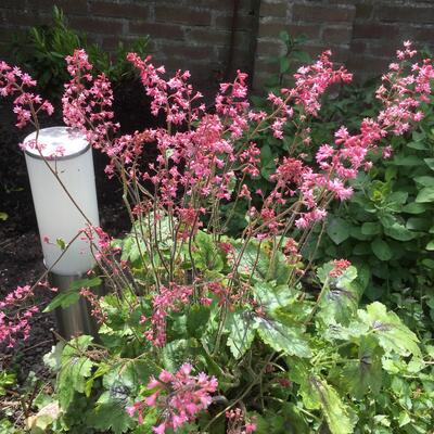 X Heucherella 'Pink Revolution'