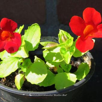 Mimulus 'Bonfire Red'