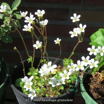 Saxifraga granulata