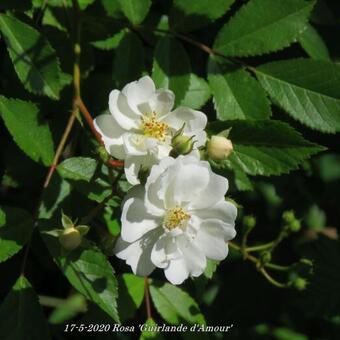 Rosa 'Guirlande d'Amour'