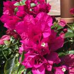 Bougainvillea spectabilis 'VERA Deep Purple' - 