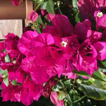 Bougainvillea spectabilis 'VERA Deep Purple'