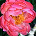 Paeonia 'Coral Sunset'  - Paeonia 'Coral Sunset' 