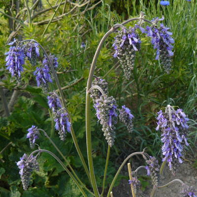 Salvia nutans - 