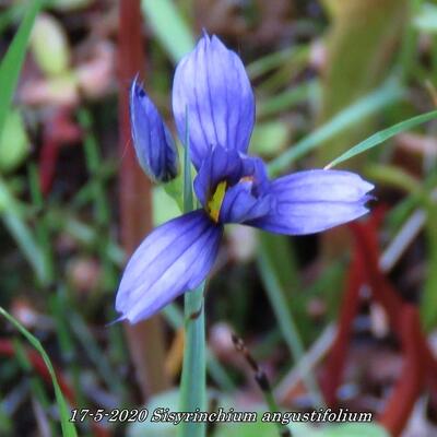 Grasschwertel - Sisyrinchium angustifolium