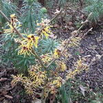 Hamamelis x intermedia 'Amanda' - 