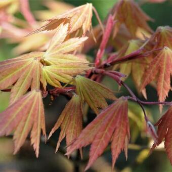 Acer shirasawanum 'Autumn Moon'