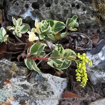 Chiastophyllum oppositifolium 'Variegatum'