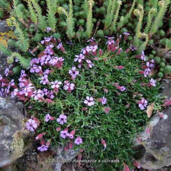 Saponaria x olivana