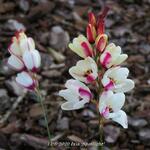 Ixia 'Spotlight' - 