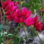 Ixia 'Mabel' - 