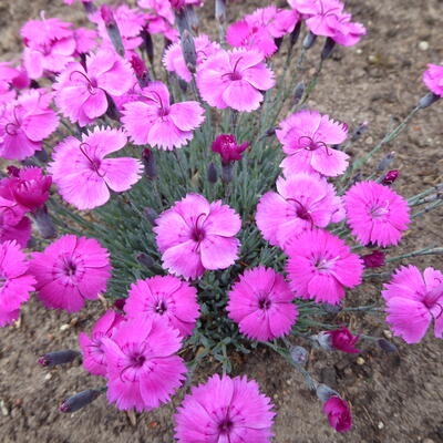 Dianthus 'Whatfield Magenta' - 