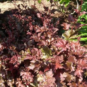 Heuchera 'Chocolate 'Ruffles'