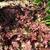 Heuchera 'Chocolate 'Ruffles'