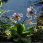 Primula japonica 'Apple Blossom' - Primula japonica 'Apple Blossom'