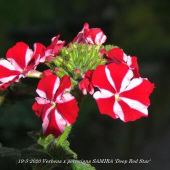 Verbena x peruviana SAMIRA 'Deep Red Star'