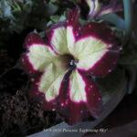 Petunia 'Lightning Sky' - 