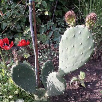 Opuntia robusta