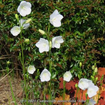 Campanula persicifolia 'Alba'