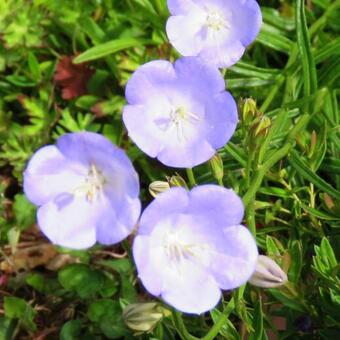 Campanula persicifolia