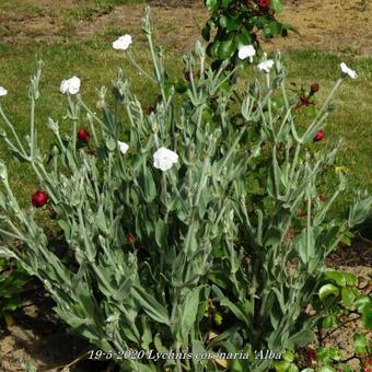 Lychnis coronaria 'Alba'