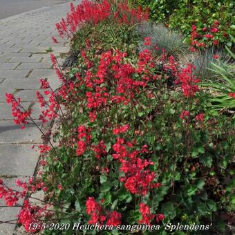 Heuchera sanguinea 'Splendens'