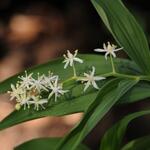 Maianthemum stellatum - Sternförmiges Duftsiegel