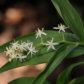 Maianthemum stellatum