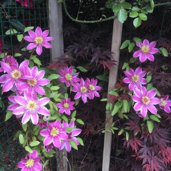 Clematis 'Empress'