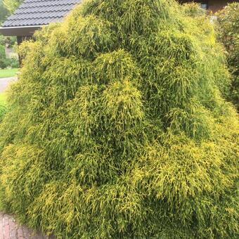 Chamaecyparis pisifera 'Sungold'