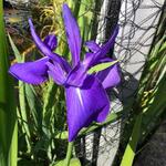 Iris laevigata 'Bleu' - 