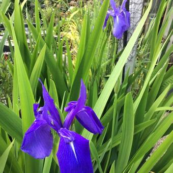 Iris laevigata 'Bleu'