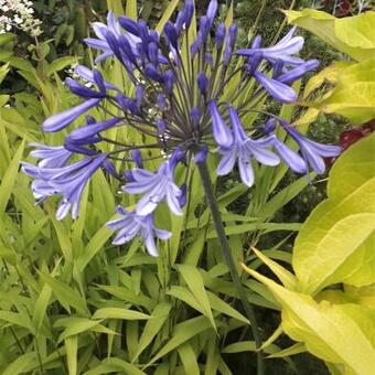 Agapanthus africanus 'Twister'