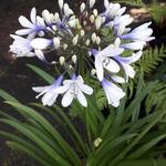 Agapanthus africanus 'Twister' - Agapanthus africanus 'Twister'