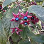 Clerodendrum trichotomum var. fargesii - 