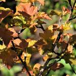 Physocarpus opulifolius 'Amber Jubilee' - Physocarpus opulifolius 'Amber Jubilee'