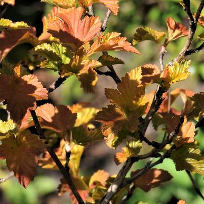 Physocarpus opulifolius 'Amber Jubilee'