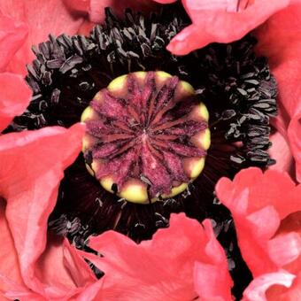 Papaver orientale  'Patty's Plum'