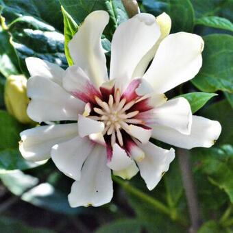 Calycanthus 'Venus'