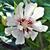 Calycanthus 'Venus'