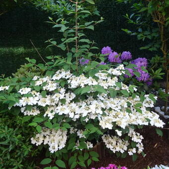 Viburnum plicatum 'Kilimandjaro Sunrise'