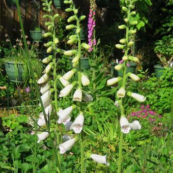 Digitalis purpurea 'Alba'