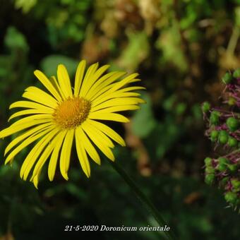 Doronicum orientale